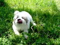 Goetsch-Arnold Family Puppy -  Great   Pyrenees  at 7 weeks