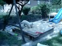 Wei�e Sch�ferhunde / Jungh�ndin geht schwimmen
