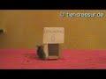 mouse clickertraining 2 mouse clickertraining 2