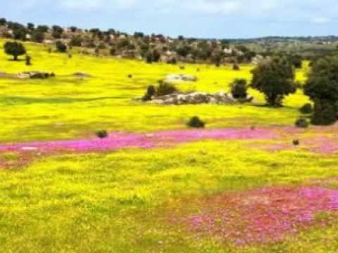 Imagen de previsualización de YouTube