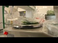 Seeds Blamed for Europe E. Coli Still on Sale