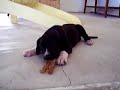Mantle Great Dane Puppy
