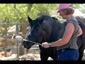 Linda Eskin teaches Clicker Training