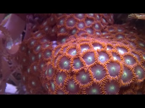 Youtube Video o4rf34mVnAs