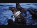 videos de pollution