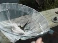 CRAB FISHING IS DANGEROUS