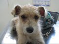 PEA - N�O COMPRE BICHOS! ADOTE!