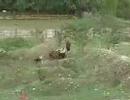 Bearded Collie Jula is Herding our little Flock - Sept. 2007