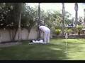 Borzoi video
