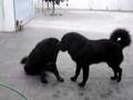 JAMPA (i molossi del tibet kennel) at 1 year old III