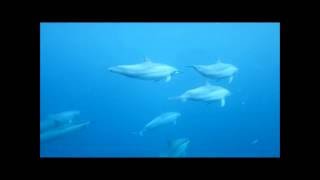 Les Dauphins de Tamarin - Ile Maurice