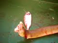 anaconda