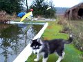 siberin husky Nana welpen