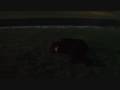 Rayman Raving Rabbids TV Party Contest Entry- Football Rayman Raving Rabbids TV Party Contest Entry- Football