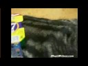cute cat gets stuck in box. cute cat gets stuck in box.