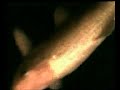 I Would Go With You-Tommy Guerrero I Would Go With You-Tommy Guerrero