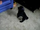 TRICKS FOR TREATS TRICKS FOR TREATS