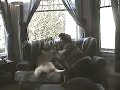 Talking Dogs Talking Dogs