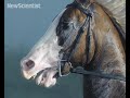 Horses as you\ Horses as you\