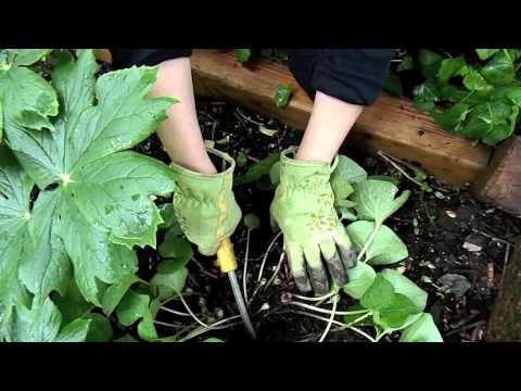 how to harvest ginger plant