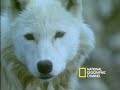 Musk Oxen vs. Arctic Wolves Musk Oxen vs. Arctic Wolves