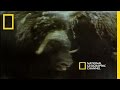 Musk Oxen vs. Arctic Wolves