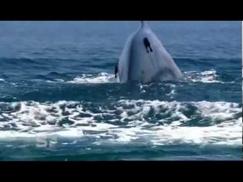 whale