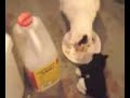 Oreo Fat Cat Eats!