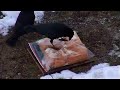 No More Mr. + Mrs. Nice Crow! [Backyard Bag Feeder Project]