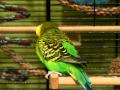 English budgie singing