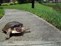 Скоростная черепаха