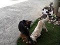 My 1 and half year old Labrador Retriever (Kobe) and 5 month old GSD (Bella Swan)
