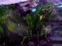 10th Spawn - male betta collecting fry