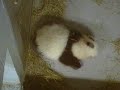 Lun Lun & Cub 11-28-06 Lun Lun & Cub 11-28-06