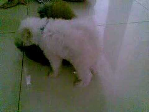 pekinese