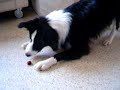 border collie eats grape