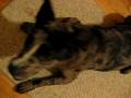 videos de My ghetto dog