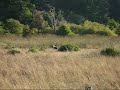Possible Mountain Lion Sighting near Monte Rio, CA