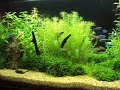 Aquário plantado com dimensões de 70x30x35(CxLxA).Flora:Higrofila Polisperma,Rotala Green,Rotala Rotundifolia,Rotala Nanjenshan e Musgo de Javo.Fauna:11 neons e 6 rodostumosCO2:CaseiroIluminação:2 campactas 15 w(6400k) e uma T8 20w(6400k)Filtragem:Filtro externo JEBO 502Glayson de OliveiraSubstrato:Laterita e ...... 