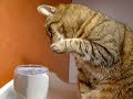 Katten Missy dricker vatten Katten Missy dricker vatten