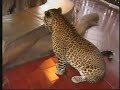 ?????? ?????? ?? ????? ?????? ?????? -sulaiman & panther