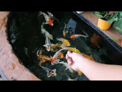 RÀO LƯỚI, BAO CÁ 60CM NHẢY LUÔN || CÁ KOI VLOG TRẦN ĐỨC CƯỜNG