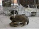 Sheltie puppy escape artist