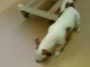 nickvet.wmv