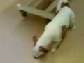 videos de Jack russel a bit buzzy