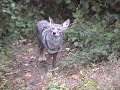 coyote in the backyard