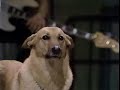 Bob Sokol & Amyl on David Letterman\