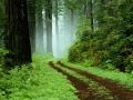 Nature Sounds&Music for Relaxation Meditation Healing - Rain Forest and Symphony