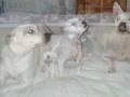 videos de Two Staffies up to no good as usual