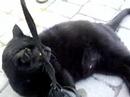 two-cats-on-treadmill.html